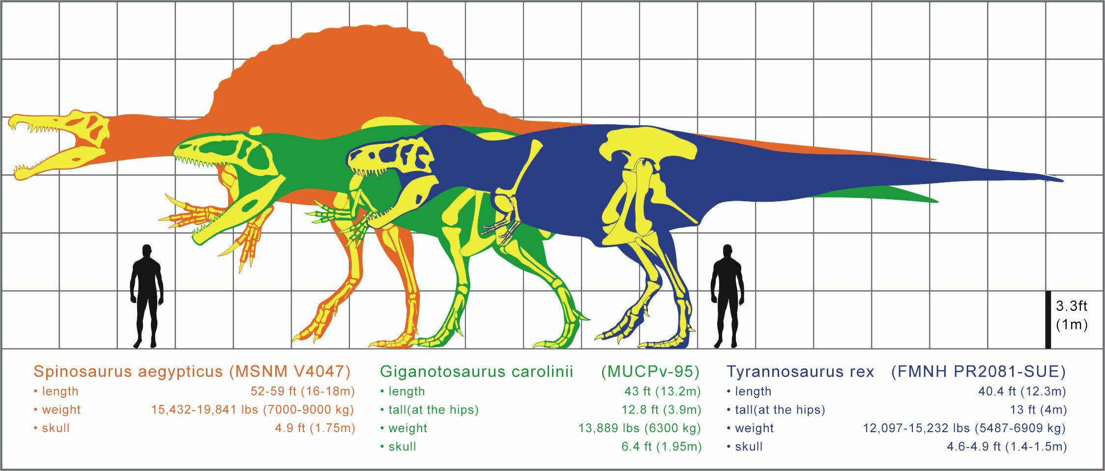 Comparação entre os três maiores terópodes carnívoros: Spinosaurus, Giganotosaurus e Tyrannosaurus rex.